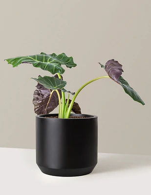 Mayan Mask Alocasia