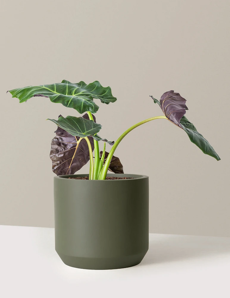 Mayan Mask Alocasia