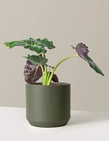 Mayan Mask Alocasia