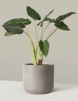 Large Alocasia ‘Regal Shield’