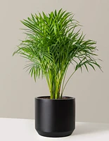Areca Purifying Palm