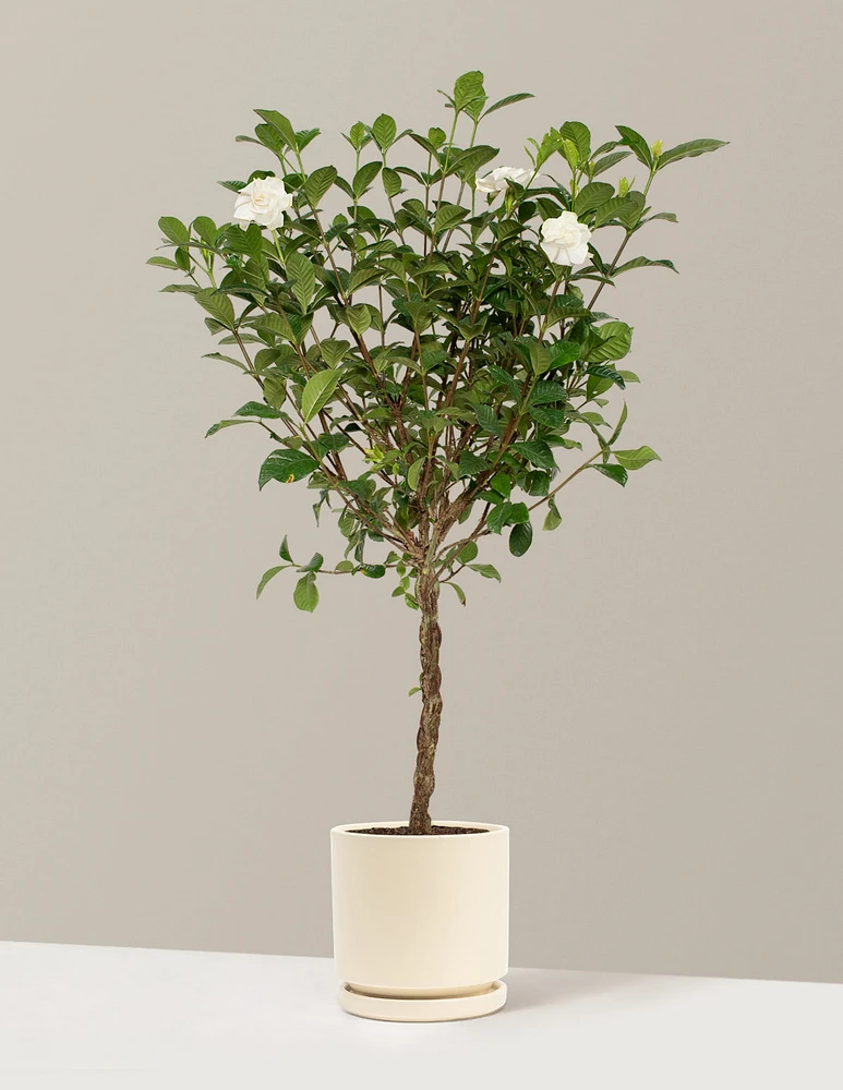 Large Braided Gardenia