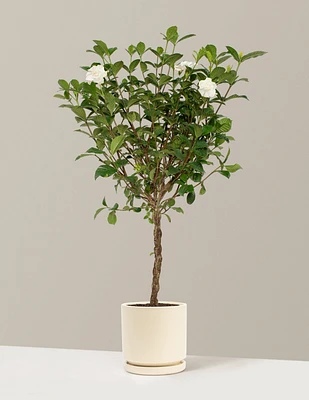 Large Braided Gardenia