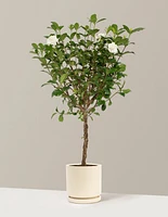 Large Braided Gardenia