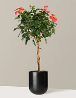 Large Braided Hibiscus