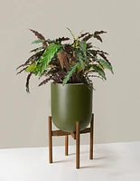 Large Calathea Wavestar