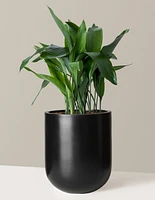 Large Cast Iron Plant