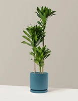 Large Dracaena Compacta Cane
