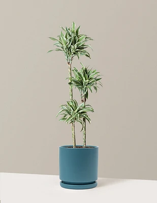 Large Dracaena Warneckii White Jewel