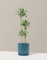 Large Dracaena Warneckii White Jewel