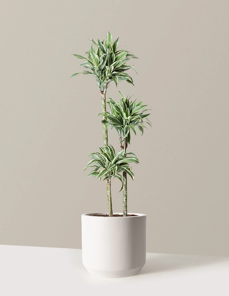 Large Dracaena Warneckii White Jewel