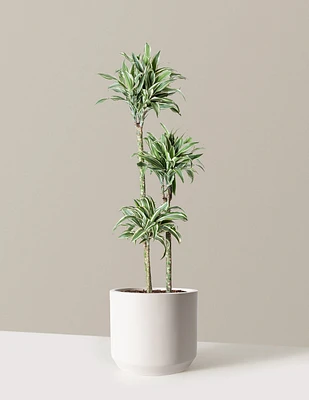 Large Dracaena Warneckii White Jewel