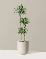 Large Dracaena Warneckii White Jewel