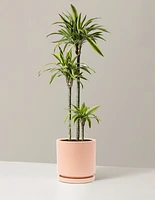 Large Dracaena Lemon Lime