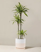 Large Dracaena Lemon Lime