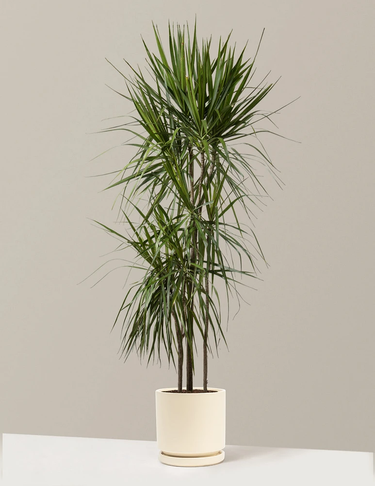 Dracaena Marginata Tree