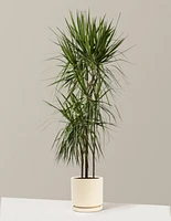 Dracaena Marginata Tree