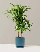 Large Dracaena Mass Cane