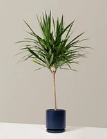 Large Dracaena Tarzan