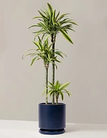 Large Dracaena Lemon Lime