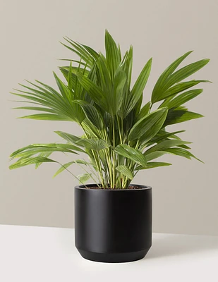 Fan Palm