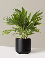 Fan Palm