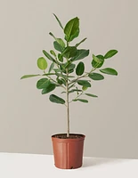 Large Ficus Audrey Tree