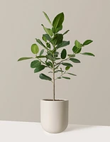 Large Ficus Audrey Tree