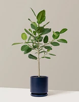 Ficus Audrey Tree