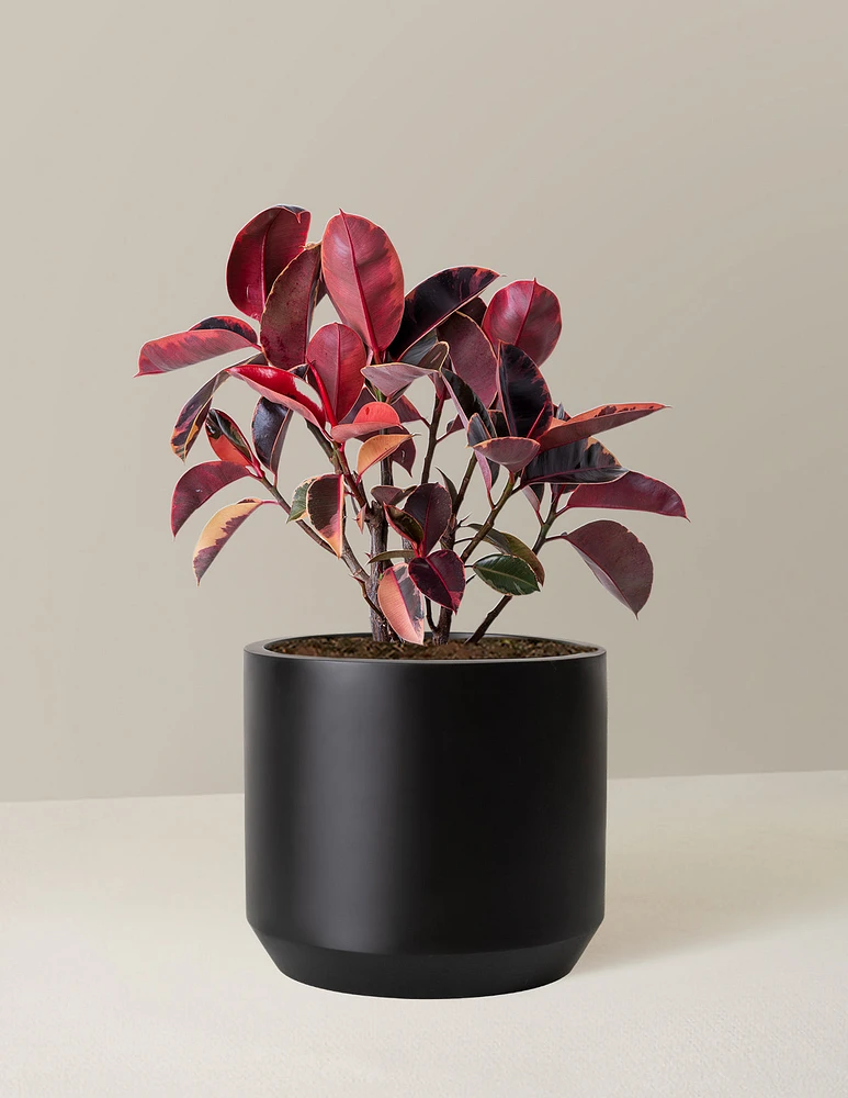 Ficus Ruby