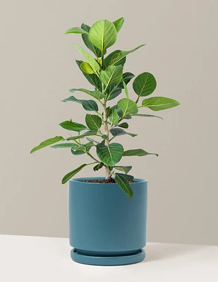 Ficus Audrey Bush