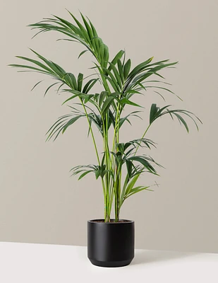 Kentia Palm