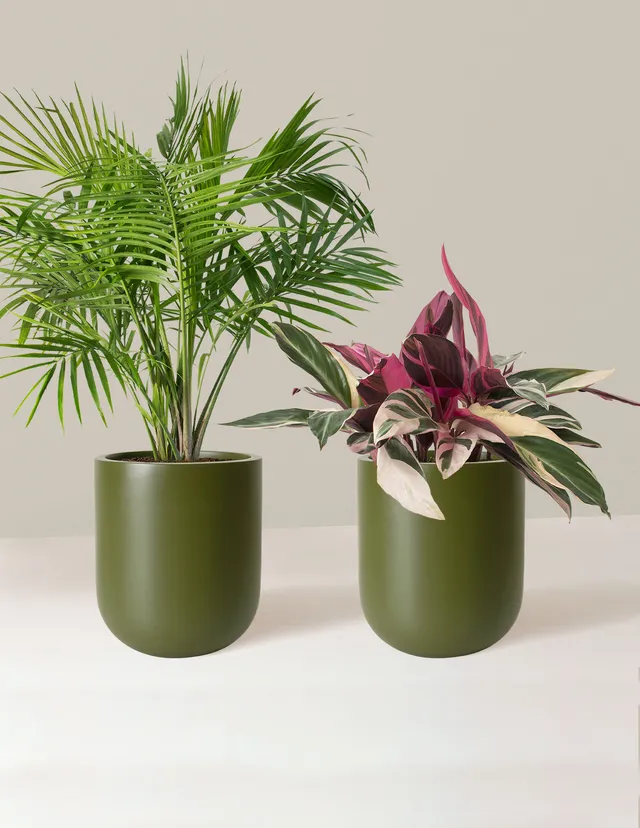 Pet&Friendly Plant Parent Set w/Planters | Hyde - The Sill