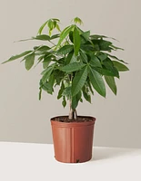 Money Tree Plant