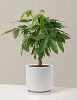 Money Tree Plant