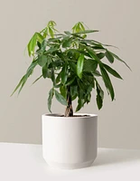 Money Tree Plant