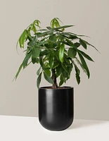 Money Tree Plant