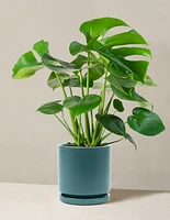 Monstera Deliciosa