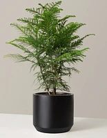 Norfolk Island Pine