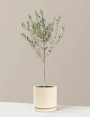 Olive Tree
