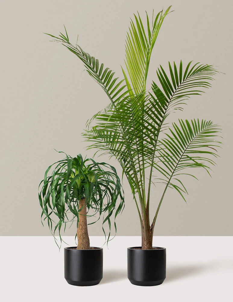 The Palm Bundle