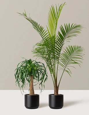 The Palm Bundle