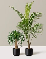 The Palm Bundle