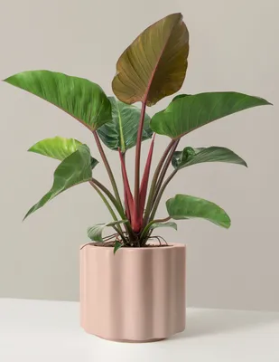 Large Philodendron Rojo Congo