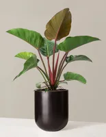 Large Philodendron Rojo Congo