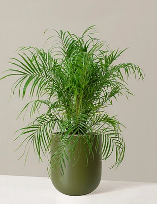 Large Pygmy Date Palm