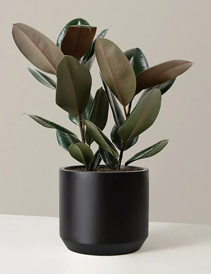 Ficus Burgundy Rubber Plant