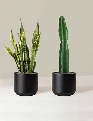 Large Set & Forget Duo