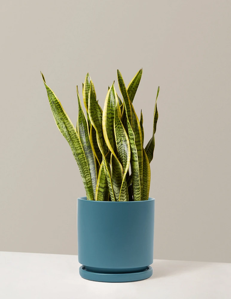 Snake Plant Laurentii