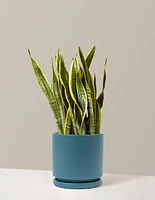 Snake Plant Laurentii